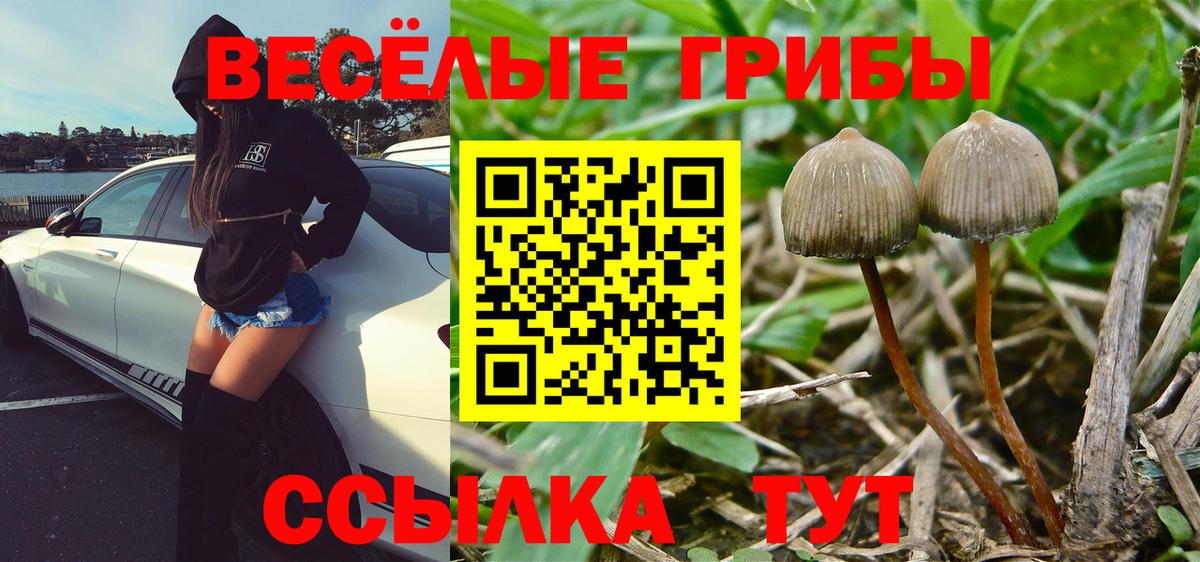 Ейск  Псилоцибиновые грибы Cubensis  Вход с VPN 